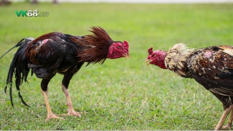 Vảy gà Kích Giáp và các loại vảy hiếm khác: So sánh và nhận định 2 vay-ga-kich-giap-1