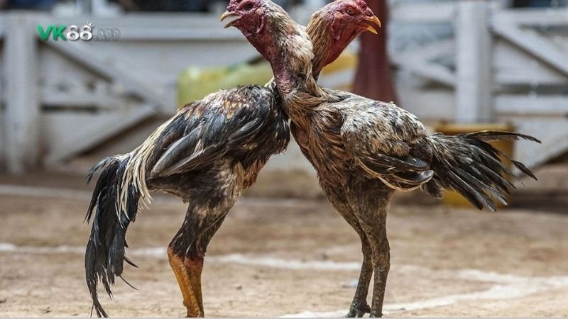Vảy gà Kích Giáp và các loại vảy hiếm khác: So sánh và nhận định 3 vay-ga-kich-giap-2