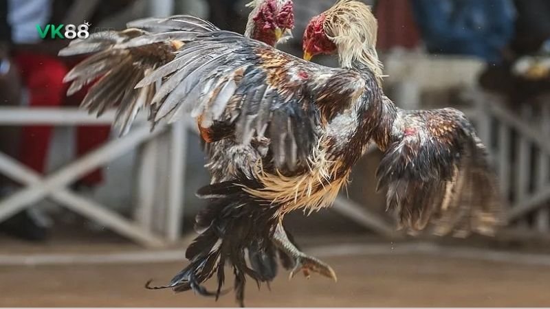 Vảy gà Kích Giáp và các loại vảy hiếm khác: So sánh và nhận định 4 vay-ga-kich-giap-3